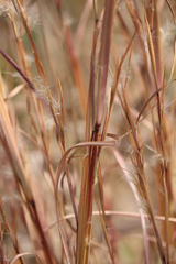 Andropogon