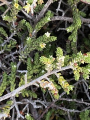 Thymelaea hirsuta