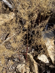 Dysphania graveolens