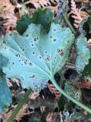 Puccinia pelargonii-zonalis