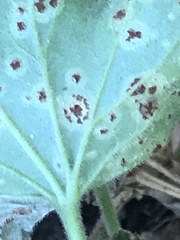 Puccinia pelargonii-zonalis