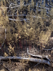 Dysphania graveolens