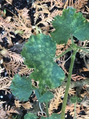 Puccinia pelargonii-zonalis