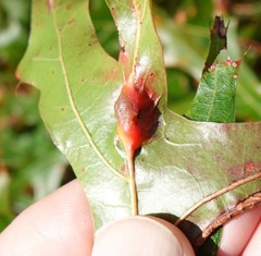 Callirhytis pigra