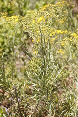 Senecio pterophorus