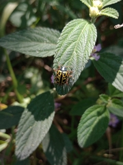 Calligrapha polyspila