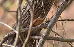 Thryothorus ludovicianus
