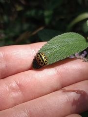 Calligrapha polyspila