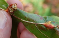 Callirhytis pigra