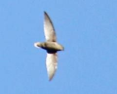 Chaetura chapmani