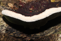 Earliella