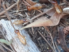 Microhodotermes viator