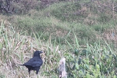 Corvus coronoides