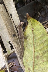 Anolis humilis