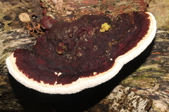Earliella