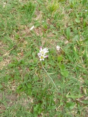 Nothoscordum gracile