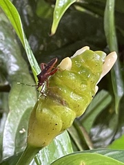 Leptoscelis quadrisignatus