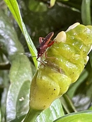 Leptoscelis quadrisignatus