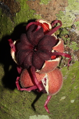 Herrania purpurea
