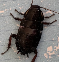 Eurycotis floridana