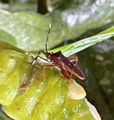 Leptoscelis quadrisignatus