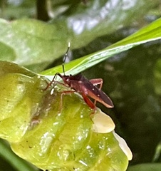 Leptoscelis quadrisignatus