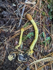 Tolypocladium capitatum