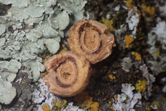 Disholcaspis simulata