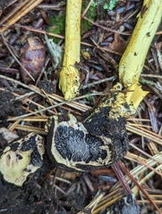 Tolypocladium capitatum