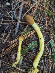 Tolypocladium capitatum