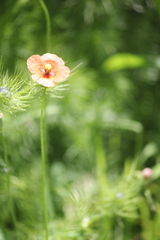 Papaver dubium