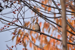 Haemorhous mexicanus