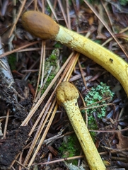 Tolypocladium capitatum