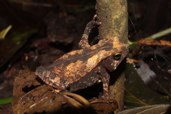 Rhinella alata