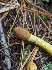 Tolypocladium capitatum