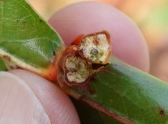 Callirhytis pigra