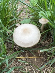 Panaeolus cinctulus