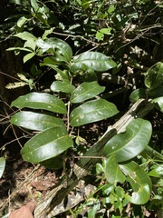 Stifftia hatschbachii