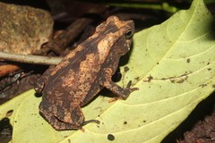 Rhinella alata