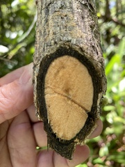 Stifftia hatschbachii