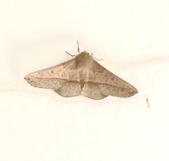 Antictenia punctunculus