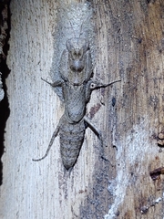 Tarachodes