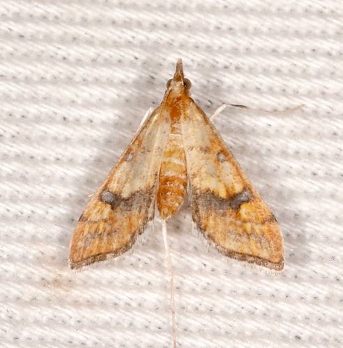 Choristostigma elegantalis photo 2