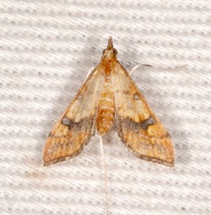 Choristostigma elegantalis