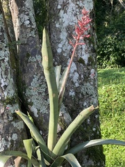 Aechmea distichantha