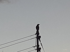 Corvus
