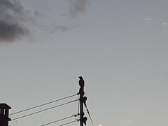 Corvus