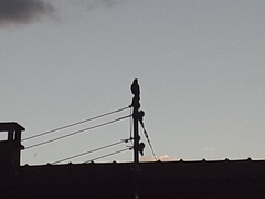 Corvus