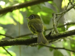 Rhynchocyclus olivaceus