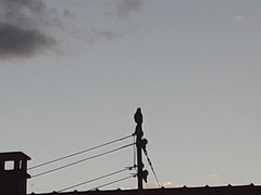 Corvus